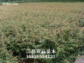 沭阳大唐园林绿化苗木销售种心 热卖促销 阿土伯网