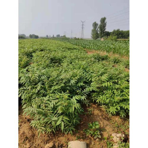 【北京专业从事香椿树苗基地批发品种齐全】- 