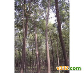 国槐 法桐 垂柳 山东前果园苗木种植基地