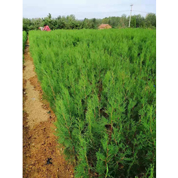 安徽侧柏树苗 三木苗木种植专业合作社的优质供应