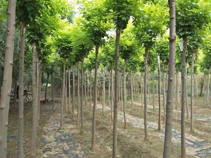 四川白蜡树价格分析 金正苗木专业合作社20公分规格报价与市场趋势解读
