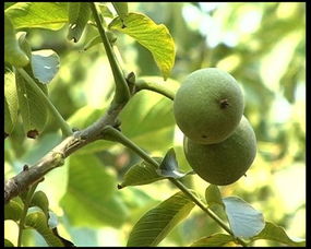 核桃树苗高清实拍 河南省护当城农副产品专业种植基地优质苗木供应