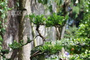 绿化苗木的春天 产地直销如何重塑行业生态
