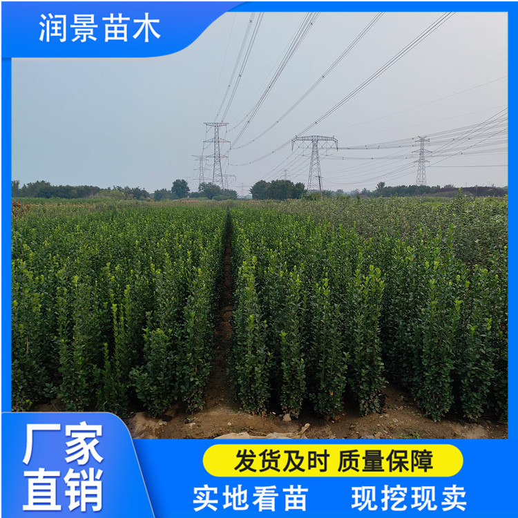 润景苗木 北海道黄杨绿篱树苗 规格齐全 四季种植