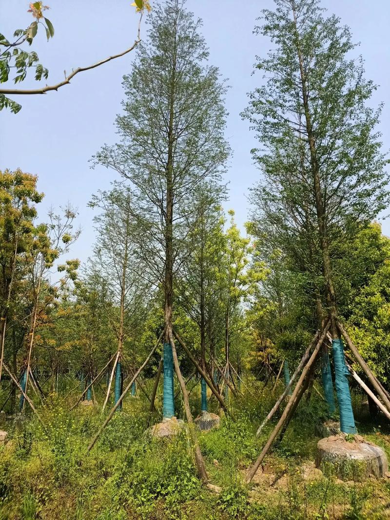 各种规格容器苗可以上市了,欢迎各位新老朋友#苗木种植基地 #