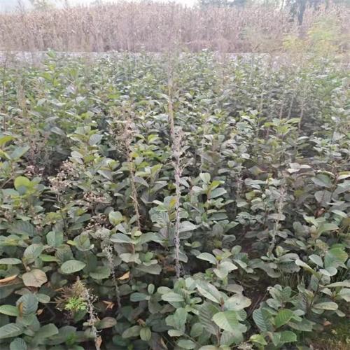 顺通苗木种植 绿化树苗 荒山造林苗 桤木树苗木