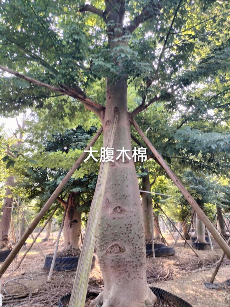 苗木种植,园林施工!