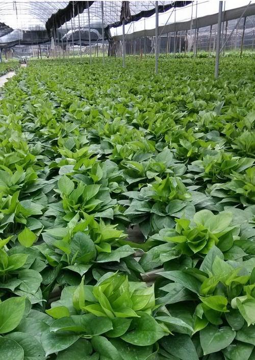 专业生产 180绿萝360绿萝 吸甲醛净化空气室内绿植 厂家直销