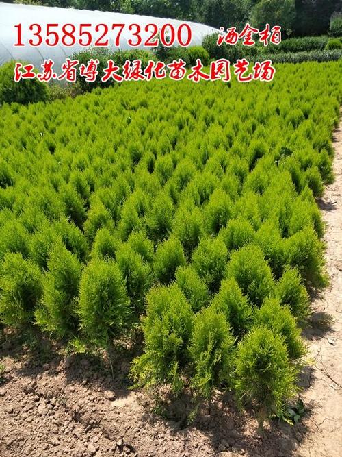 洒金柏苗圃种植 绿篱苗 绿化苗木 量大价低】价格_批发_厂家_参数