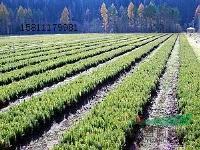供应云杉_米径0.4公分_承德种植地_高度80公分 | 河北围场云武苗木基地