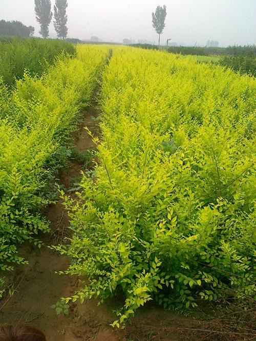 望都县原野苗木花卉种植专业合作社
