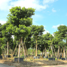 【园林苗木种植】园林苗木种植价格/图片_园林苗木种植批发/采购_园林苗木种植厂家/供应商