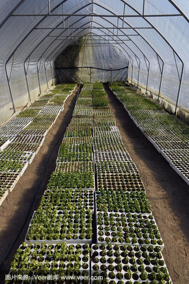 在温室里种植树苗