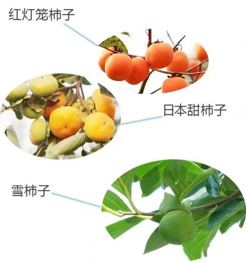 新品种牛心柿子树苗嫁接尖柿子苗甜柿苗脆柿苗南北方种植当年结果