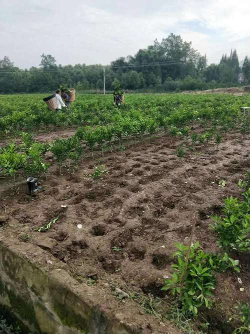 春见苗 - 简阳市勇菲苗木种植专业合作社