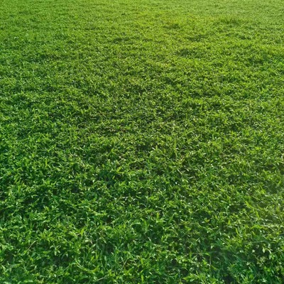惠州市乐辉草皮苗木种植场