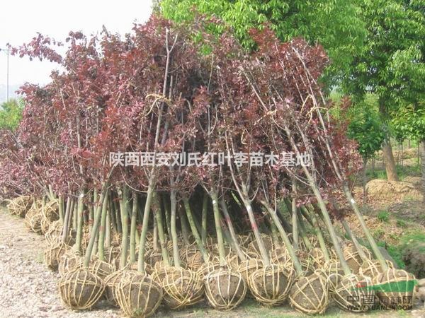 陕西西安刘氏红叶李苗木基地