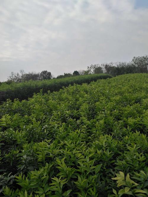 沃柑苗 - 简阳市勇菲苗木种植专业合作社