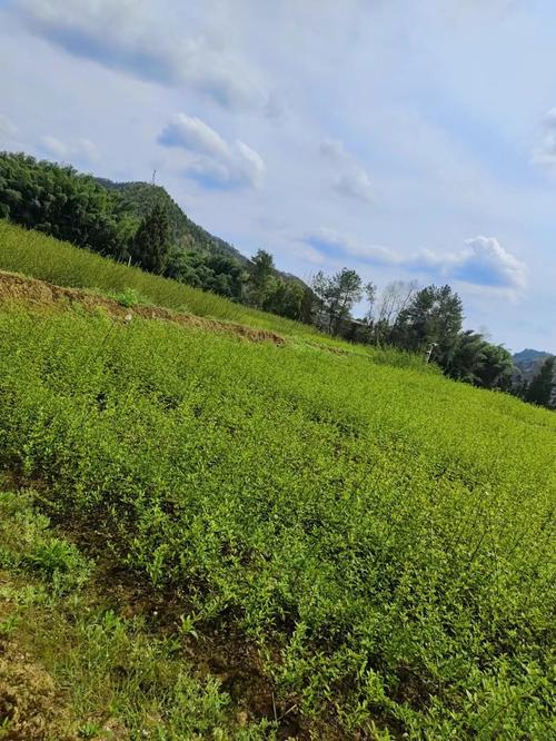 重庆君有林业苗木销售全国君有林业官网重庆君有林业开发