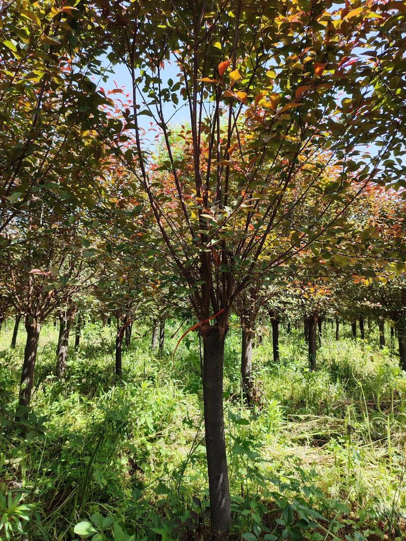 紫叶李嫁接榆叶梅6-10公分.#上热门 #榆叶梅#苗木种植基 - 抖音