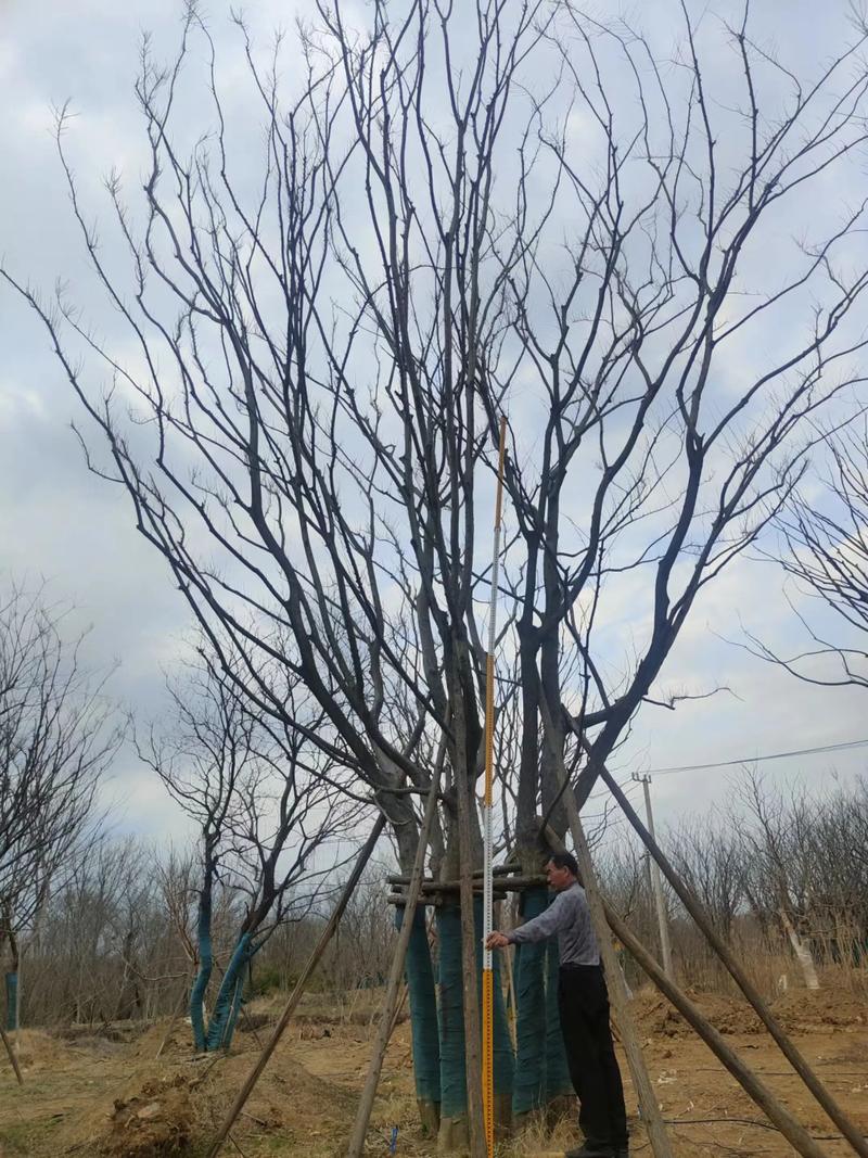 全网搜索苗木有缘人 #精品苗木 #苗木种植基地 自产自销欢